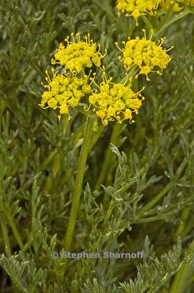 cymopterus terebinthinus var petraeus 1 graphic